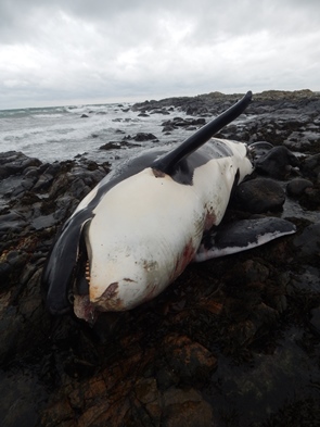 'Shocking' levels of PCB chemicals in UK killer whale Lulu